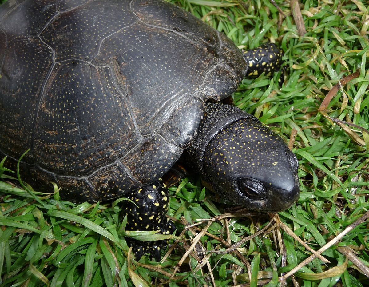Europäische Sumpfschildkröte mit den typischen gelben Punkten auf Kopf und Hals