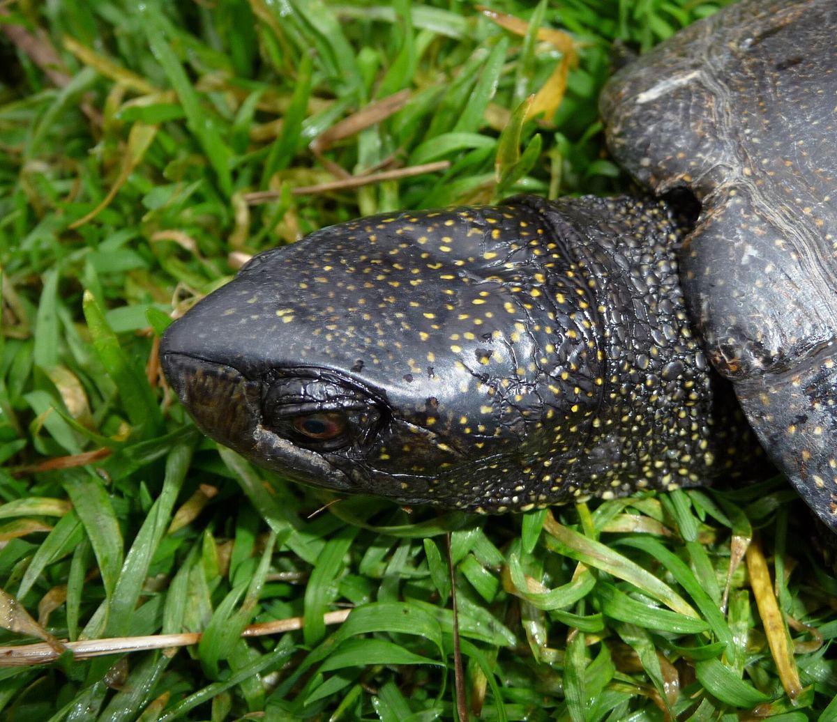 Sumpfschildkröte der dunklen Nominatform – typisch für Mittel- und Osteuropa