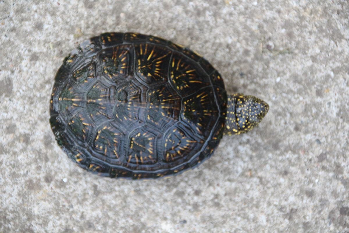 Junge Sumpfschildkröte: In dieser Größe hat sie noch viele Fressfeinde.