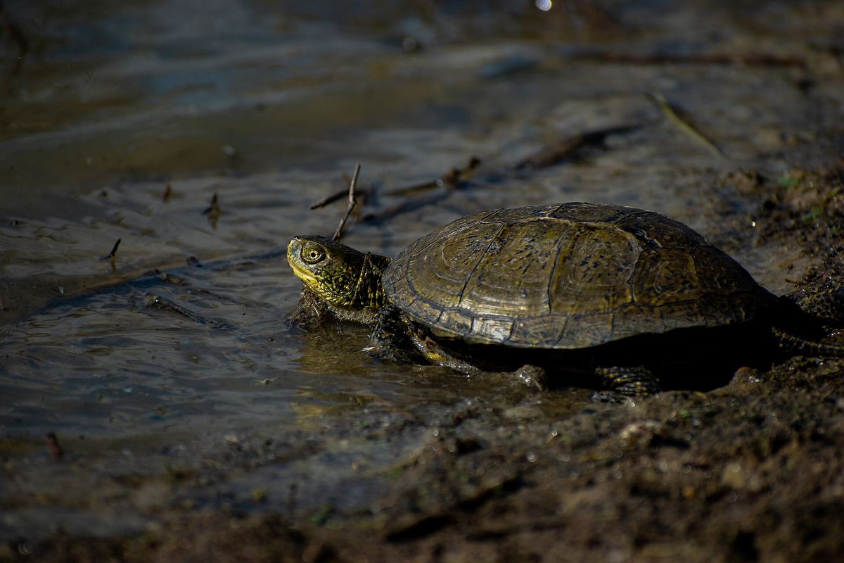 Sizilianische Sumpfschildkröte in einem Feuchtgebiet bei Gela auf Sizilien