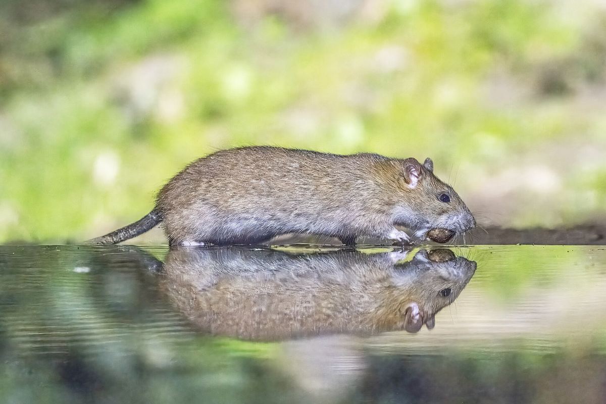 Wanderratte am Ufer – guter Schwimmer und nachtaktiver Allesfresser