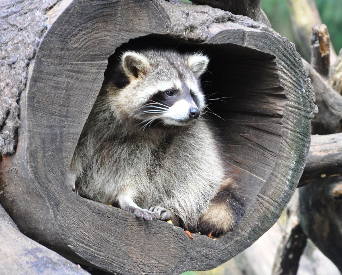 Waschbär – als eingeschleppte Art eine neue Gefahr für Sumpfschildkröten aller Altersstufen