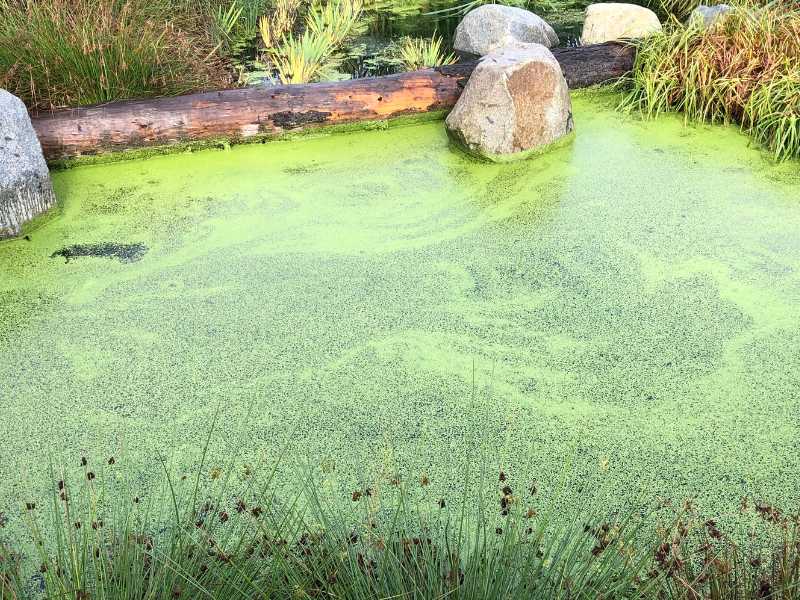 Algen im Gartenteich