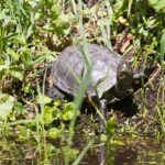 Aufzucht der Europäischen Sumpfschildkröte (Emys orbicularis)
