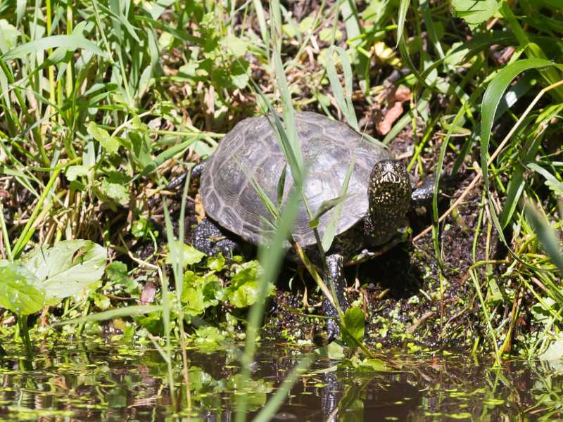 Aufzucht der Europäischen Sumpfschildkröte (Emys orbicularis)