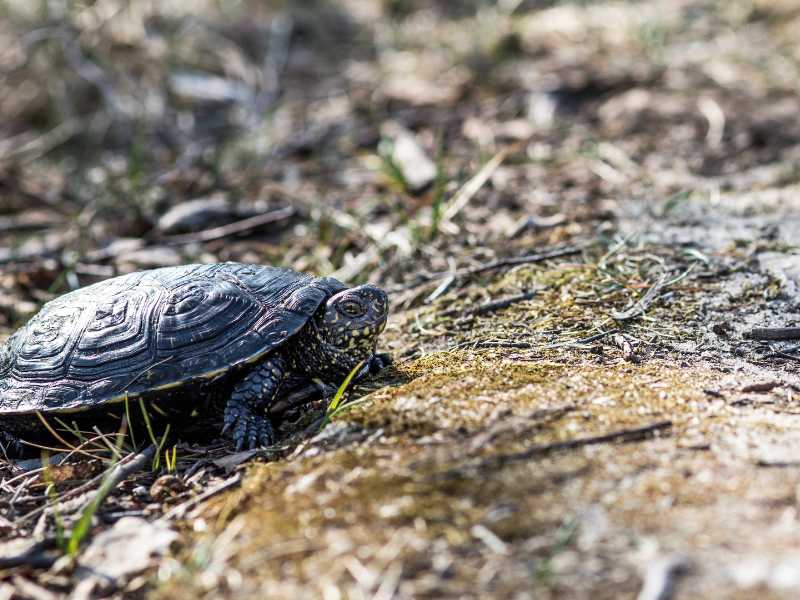 Die Ernährung und Fütterung der Europäischen Sumpfschildkröte (Emys orbicularis): Eine Übersicht