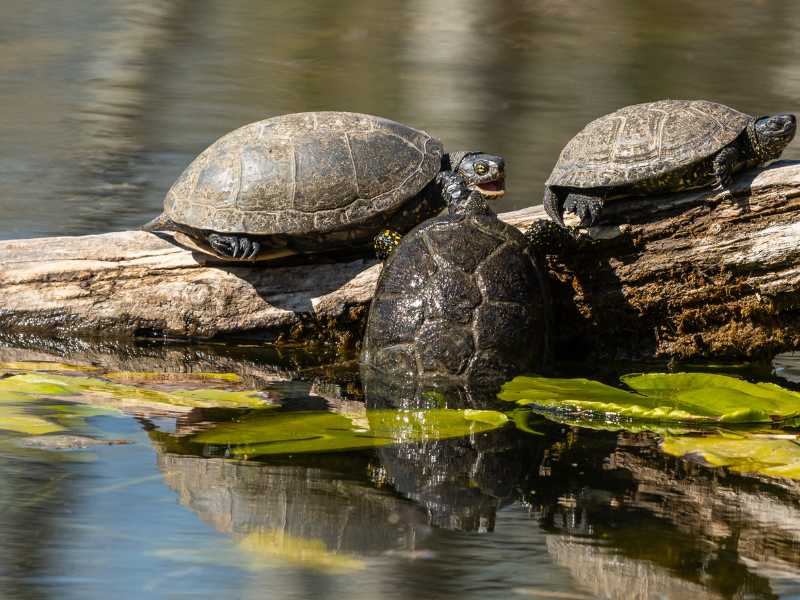 Unterarten der Europäischen Sumpfschildkröte - Emys Home