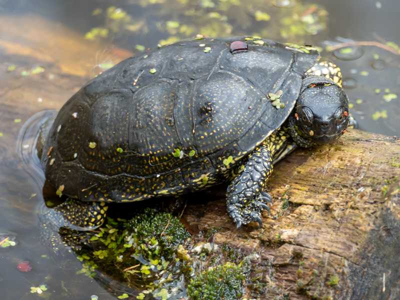 Unterarten der Europäischen Sumpfschildkröte - Emys Home