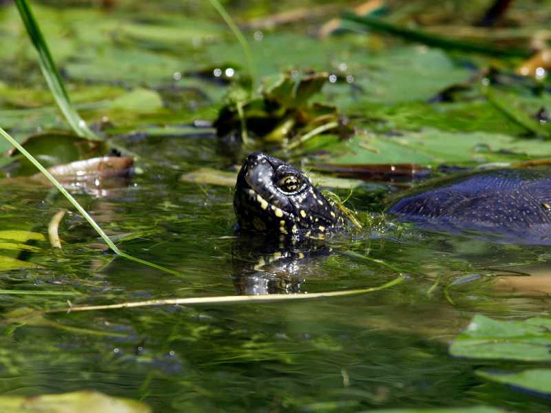 Europäische Sumpfschildkröte Haltung