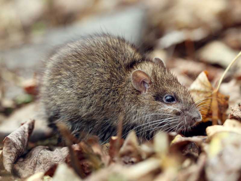 Fressfeinde im Fokus: Die Bedrohung durch Ratten für Europäische Sumpfschildkröten