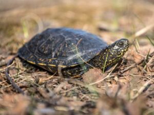 Gefahren für Europäische Sumpfschildkröten: Eine Bedrohungsanalyse ihrer Lebensräume, Krankheiten und weiteren Risiken