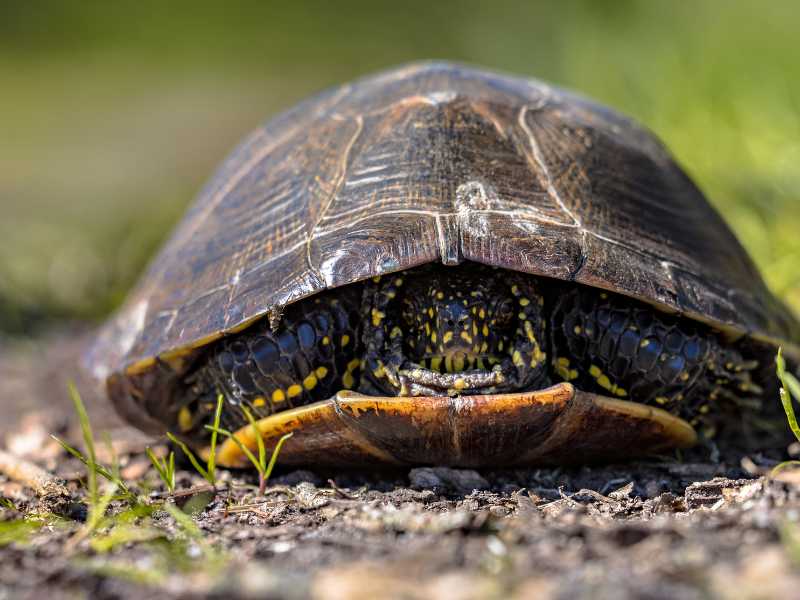 LITERATUR: EUROPÄISCHE SUMPFSCHILDKRÖTE (EMYS ORBICULARIS) – BIOLOGIE, HALTUNG UND ZUCHT